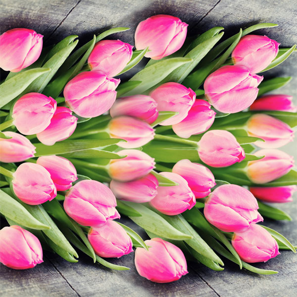 20 Servietten Pink tulips - Pinkfarbene Tulpen 33x33cm