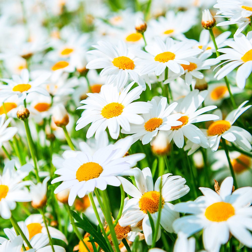 20 Servietten Field of Daisies - Blühendes Margeritenfeld 33x33cm