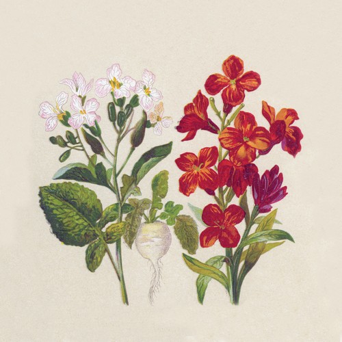 25 Servietten nachhaltig Botanical - Natürliche Blumenarten 33x33cm