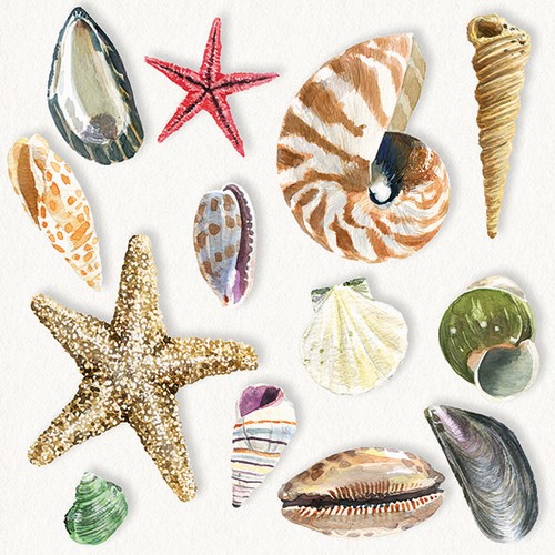 20 Servietten Shells - Verschiedene Muschelarten 33x33cm