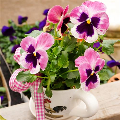 20 Servietten Pansy Cup - Gepflanzte Stiefmütterchen 33x33cm
