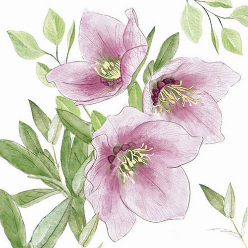 20 Servietten Classic Helleborus - Klassische Christrose rosa 33x33cm