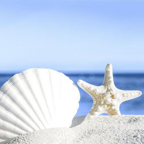 20 Servietten Shells by the Sea 33x33cm