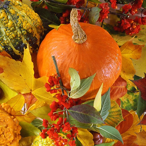20 Servietten Goldene Ernte - Kürbisse aus dem Herbstgarten 33x33cm