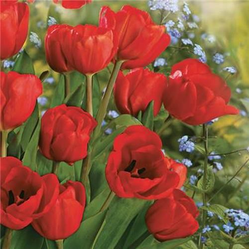 20 Servietten Bunch of Red Tulips - Rote Tulpen im Blumenfeld 33x33cm