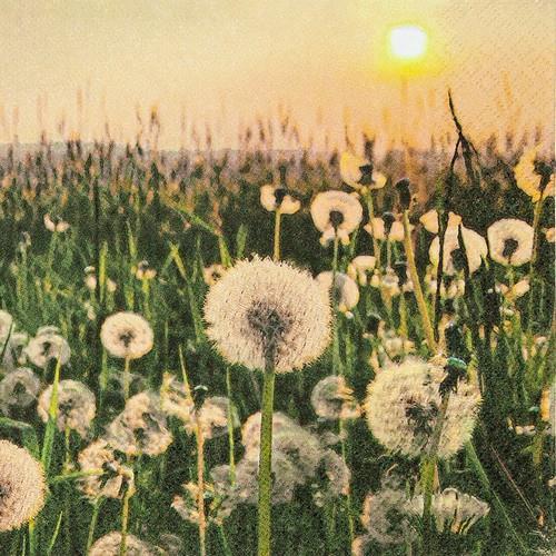 20 Servietten Dandelion Clock - Wiese voller Löwenzahn 33x33cm