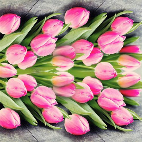 20 Servietten Pink tulips - Pinkfarbene Tulpen 33x33cm