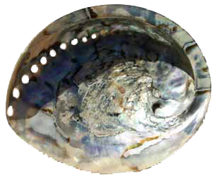 Abalone Schnecke ohne Hintergrund