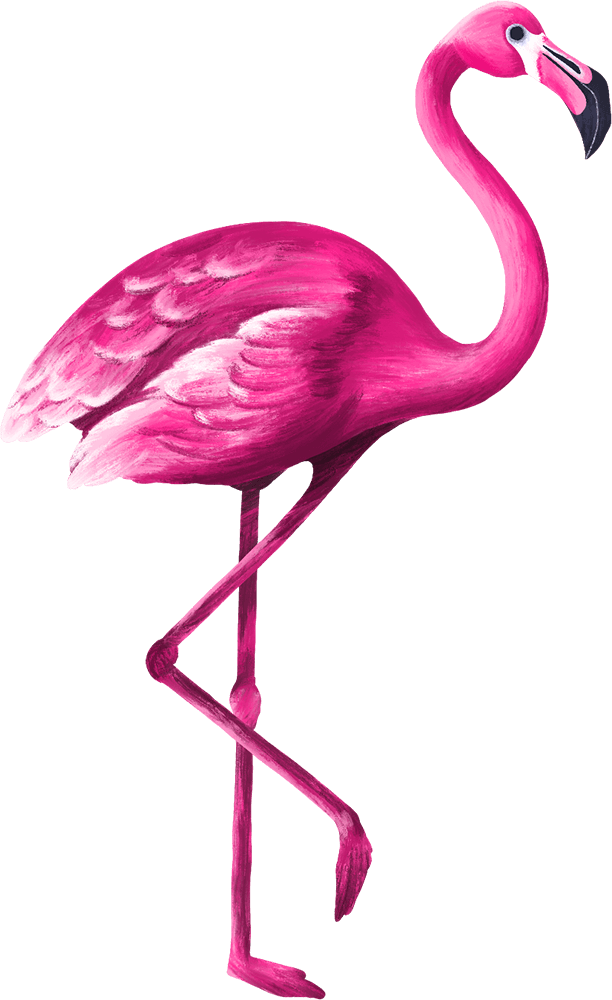 Flamingo rechts Falmingo auf einem Bein, schaut nach rechts