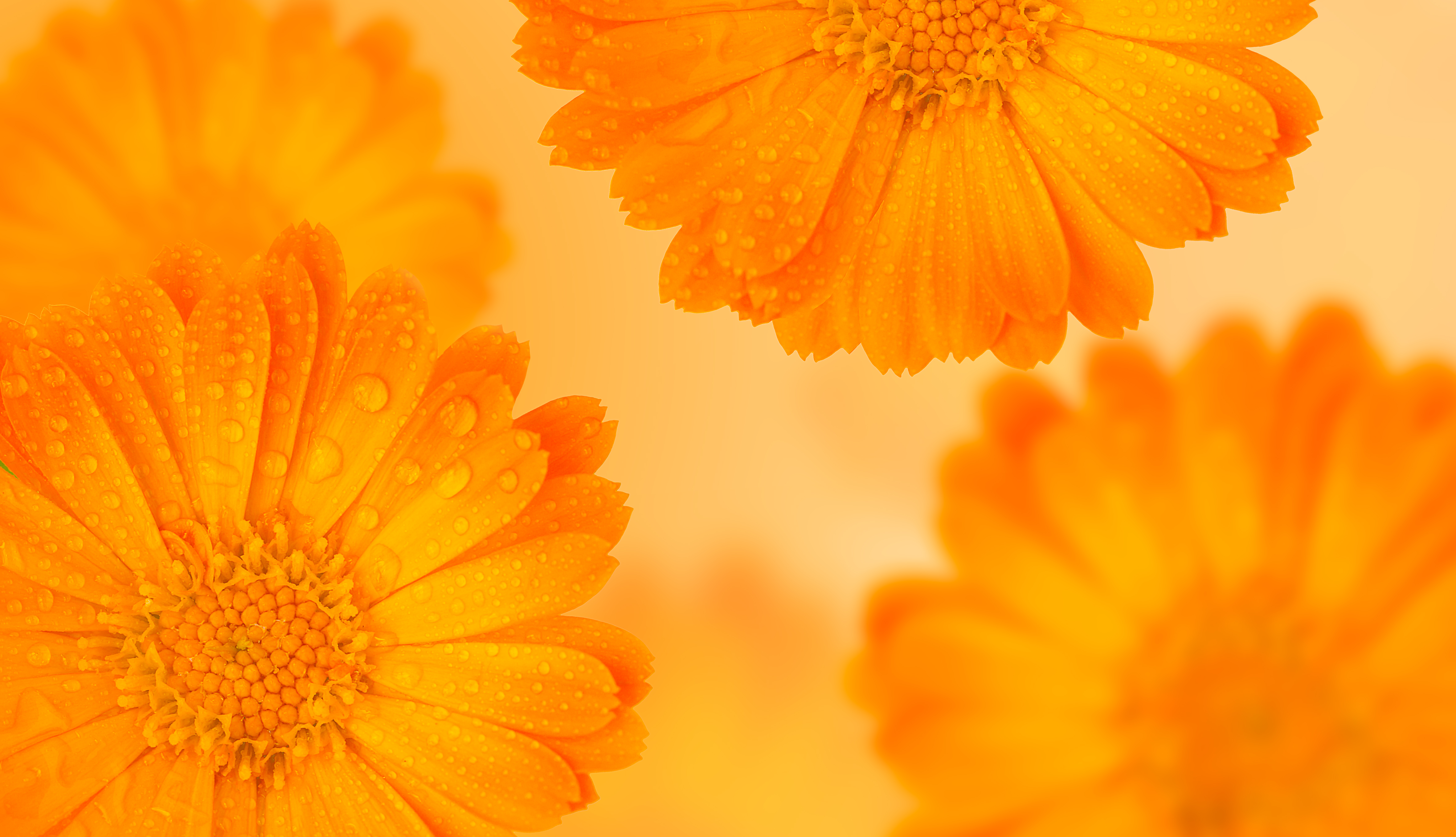 Text: Orangefarbener Hintergrund, mit dunkleren orangefarbenen Calendula-Blüten. 