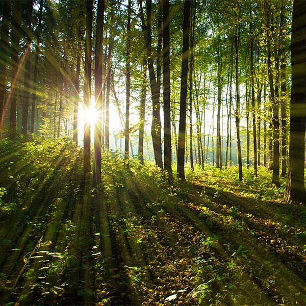 Text: Mitten im Wald zwischen den Bäumen, strahlt die Sonne vom Himmel durch. 