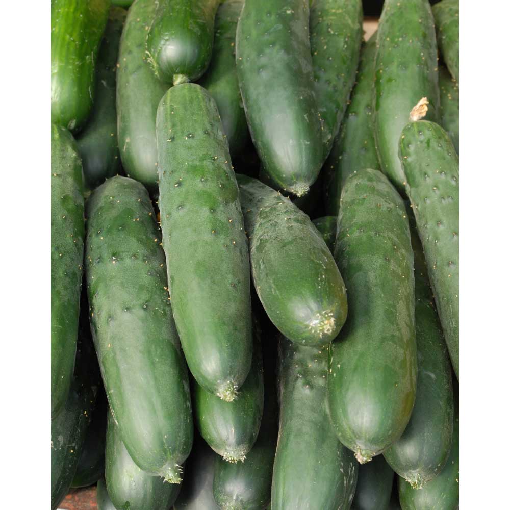 Freilandgurke - 1 XXL Wurzelballen