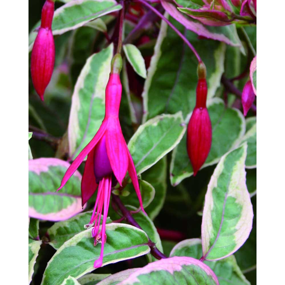 Fuchsia / Tom West - Fuchsia cultivars - 3 plants in root ball