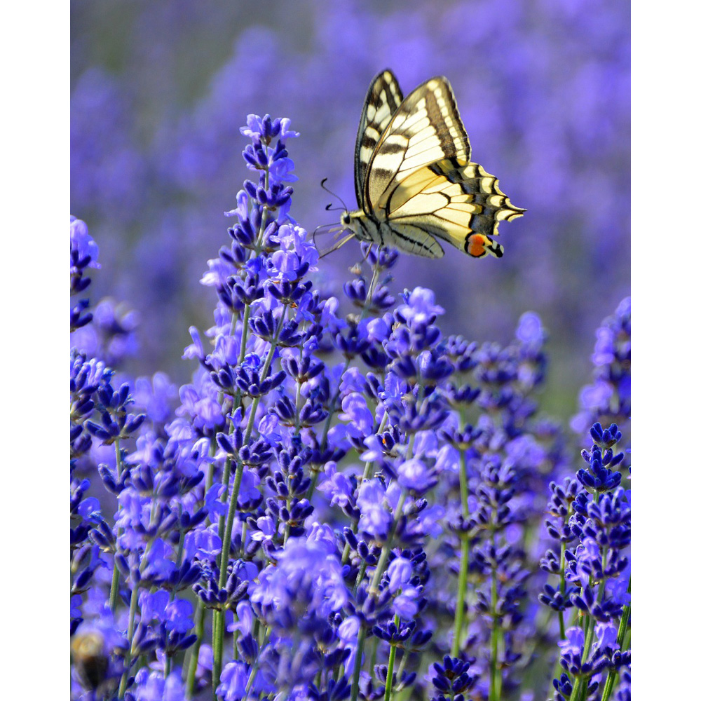 Lavendel / Lavenite Magic Blue Chip / Lavandula stoechas - Lamiaceae