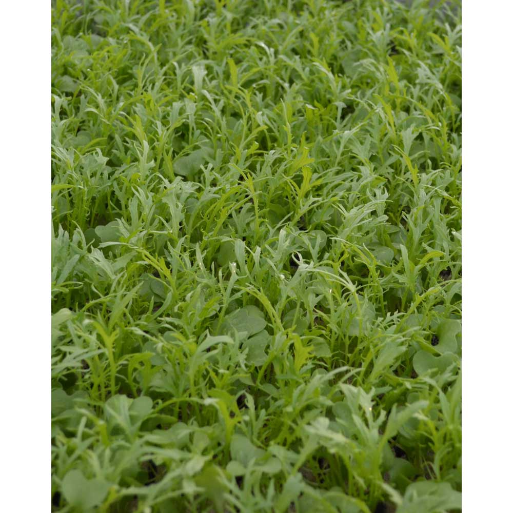 Asia-Salat / Mizuna - verschiedene Mengen