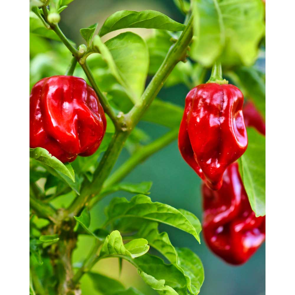 Chili / Habanero - Calita® Red - 3 Pflanzen im Wurzelballen
