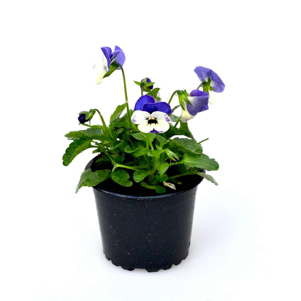 Stiefmütterchen - Blau-Weiss / Viola - 1 Pflanze im Topf
