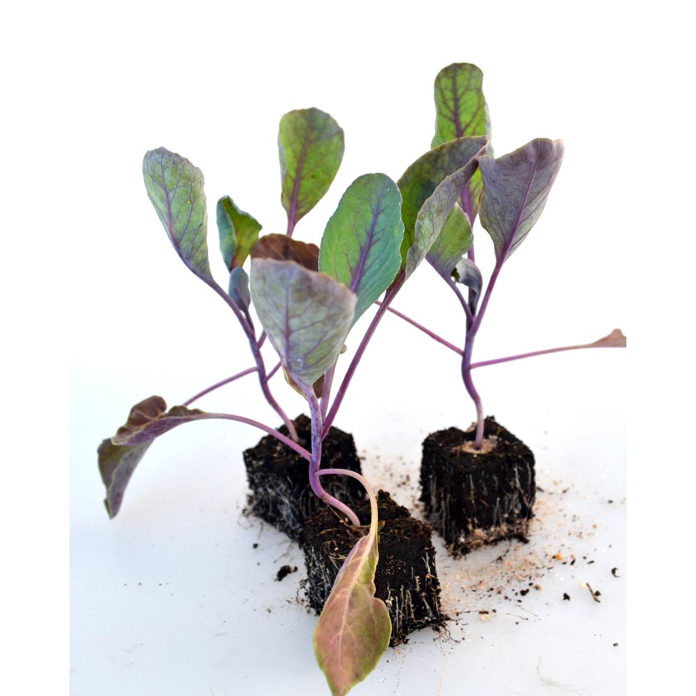 Spitzkohl rot / Spitzkraut - Brassica oleracea var. capitata f. red - Brassicaceae - verschiedene Mengen