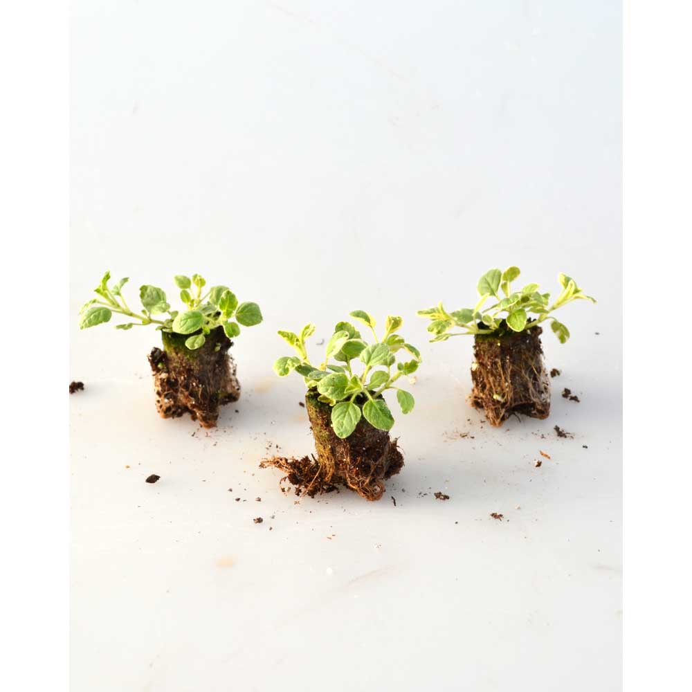 Oregano / Panta® - 3 Pflanzen im Wurzelballen