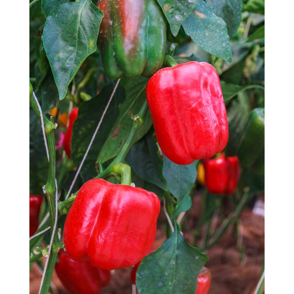 Blockpaprika / Beluga® Red F1 - 3 Pflanzen im Wurzelballen