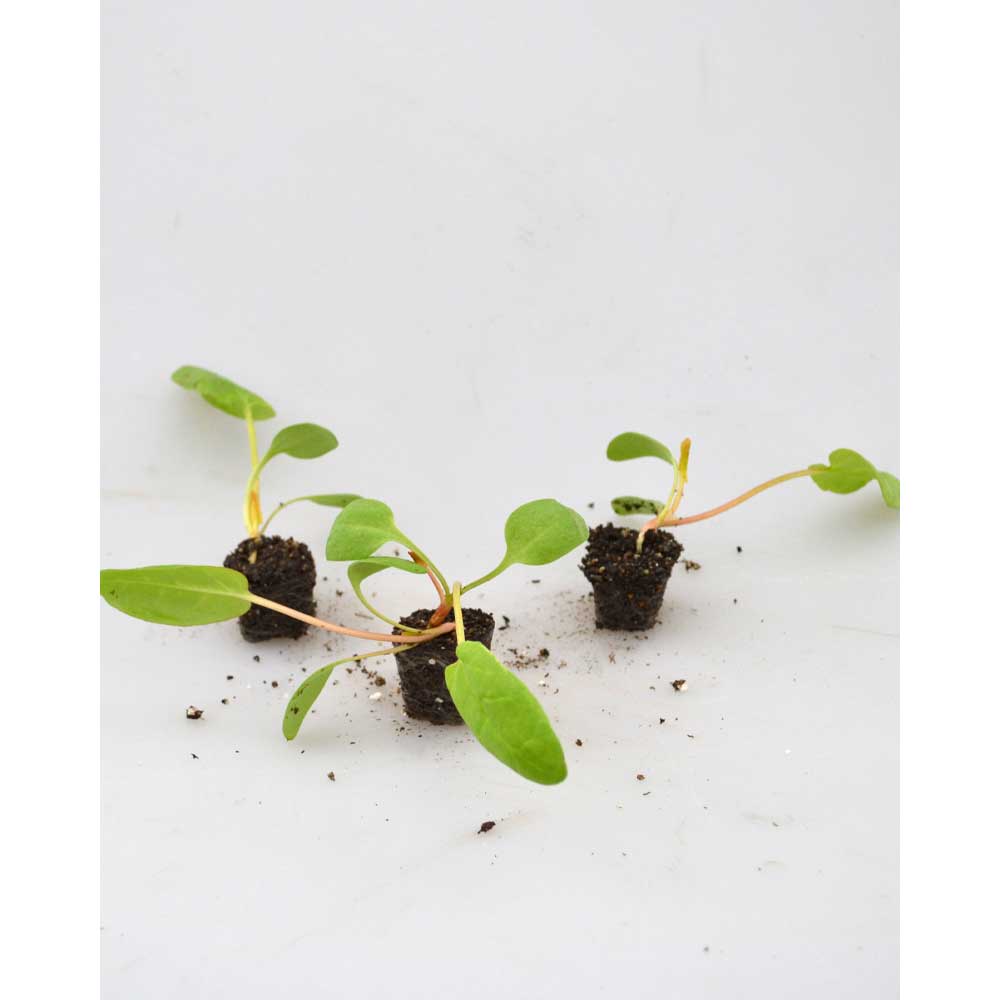 Rhabarber / Poncho® - Rheum rhabarbarum - 3 Pflanzen im Wurzelballen