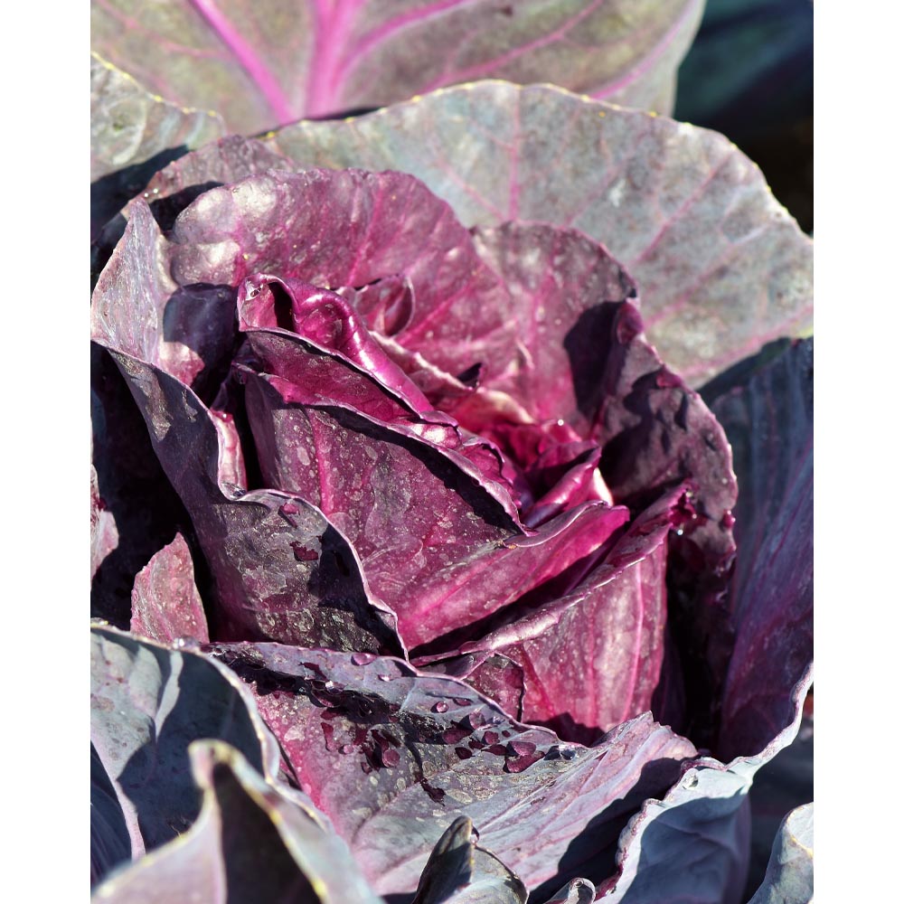 Spitzkohl rot / Spitzkraut - Brassica oleracea var. capitata f. red - Brassicaceae - verschiedene Me
