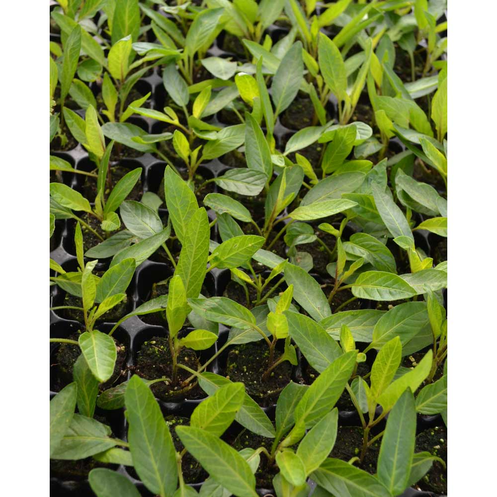 Pepino / Copa® - 3 Pflanzen im Wurzelballen