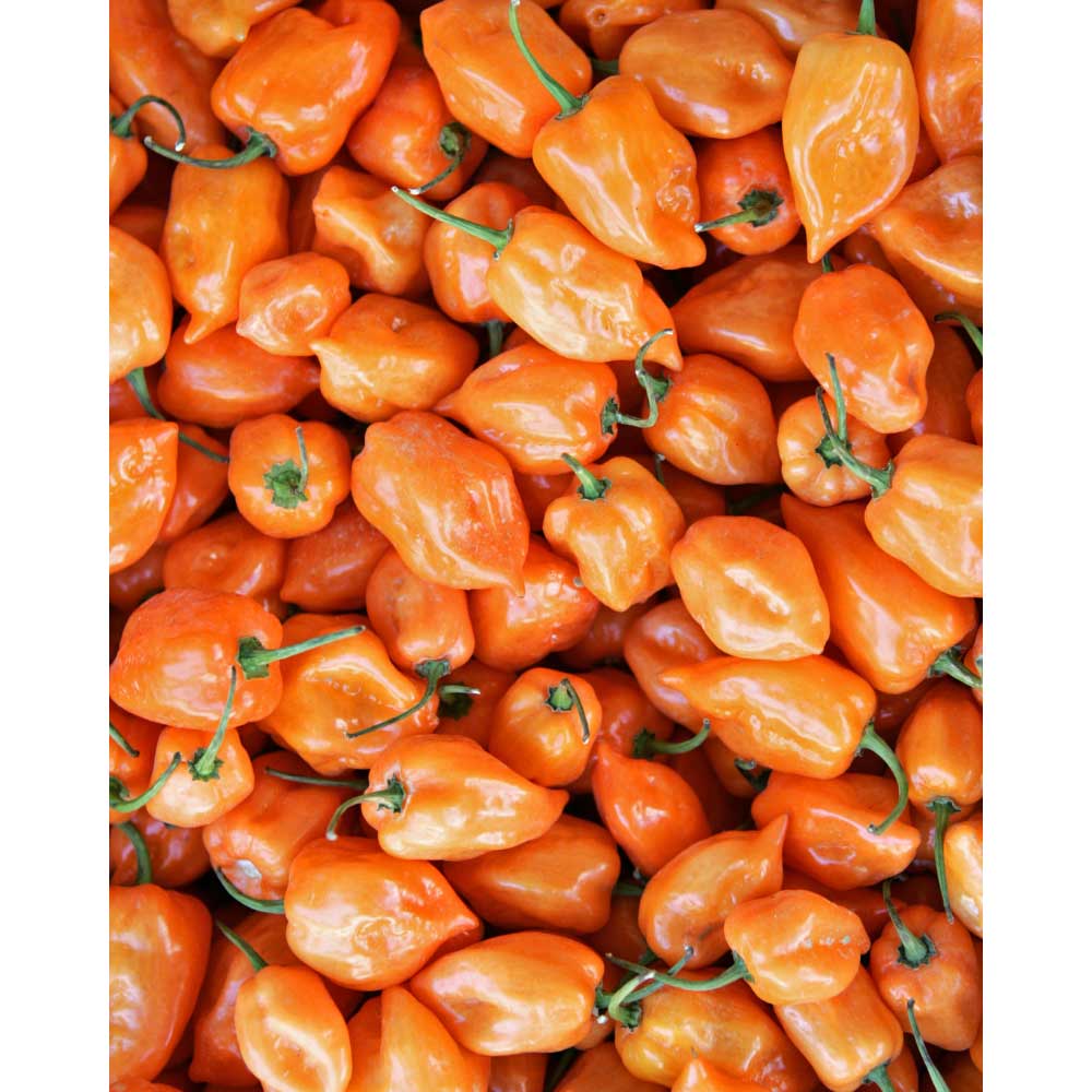 Chili / Habanero - Calita® Orange - 3 Pflanzen im Wurzelballen