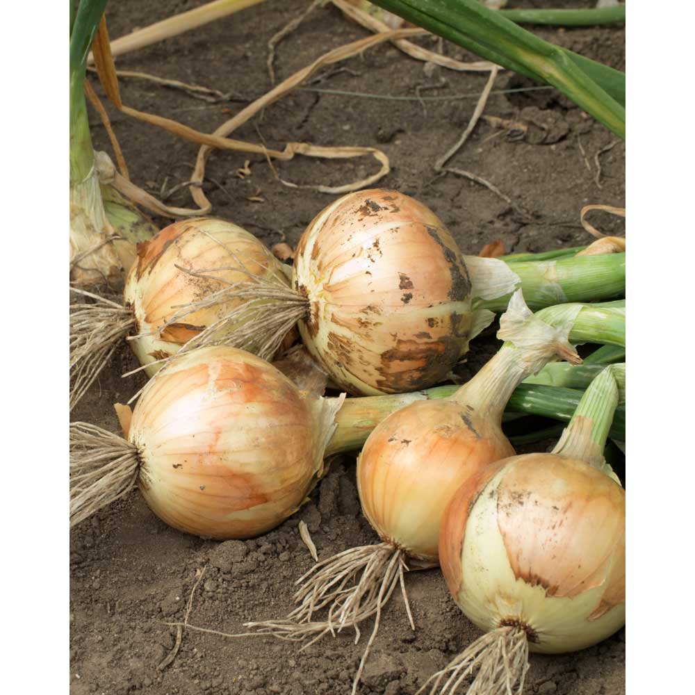Gemüsezwiebeln / Ailsa Craig - verschiedene Mengen