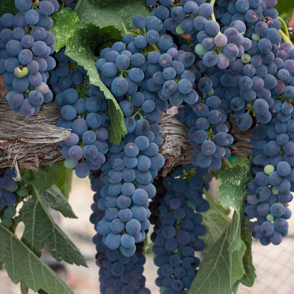 Tafeltraube / Muskat bleu® / Vitis vinifera ssp. vinifera - 1 Pflanze im Topf