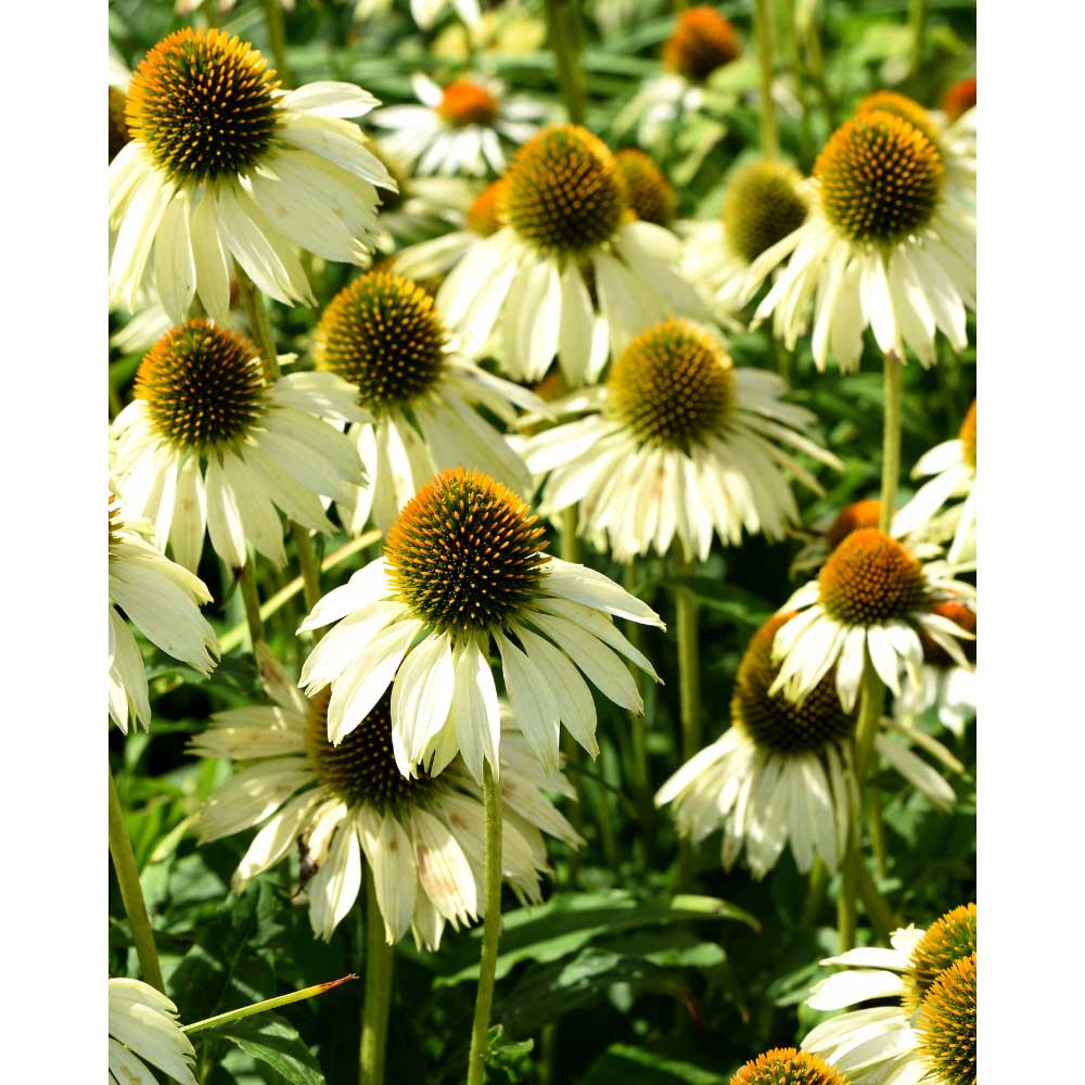 Sonnenhut / Primadonna® White - 3 Pflanzen im Wurzelballen