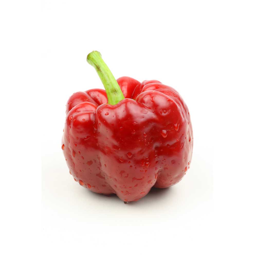 Paprikapflanze / Tomatenpaprika - 1 XXL Wurzelballen