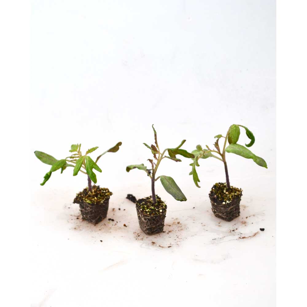 Hängetomate / Brasil® Yellow F1 - 3 Pflanzen im Wurzelballen