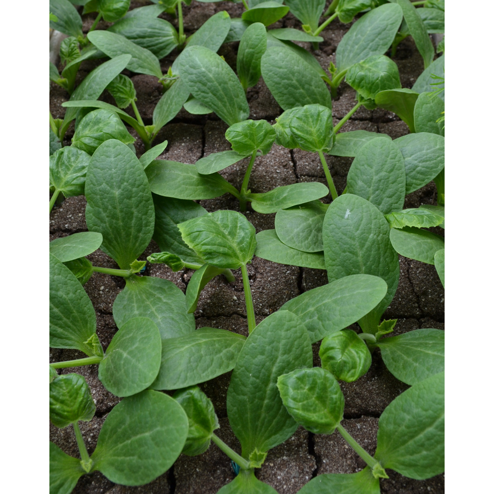 Zucchini / gelb - 1 Pflanze als XXL Wurzelballen