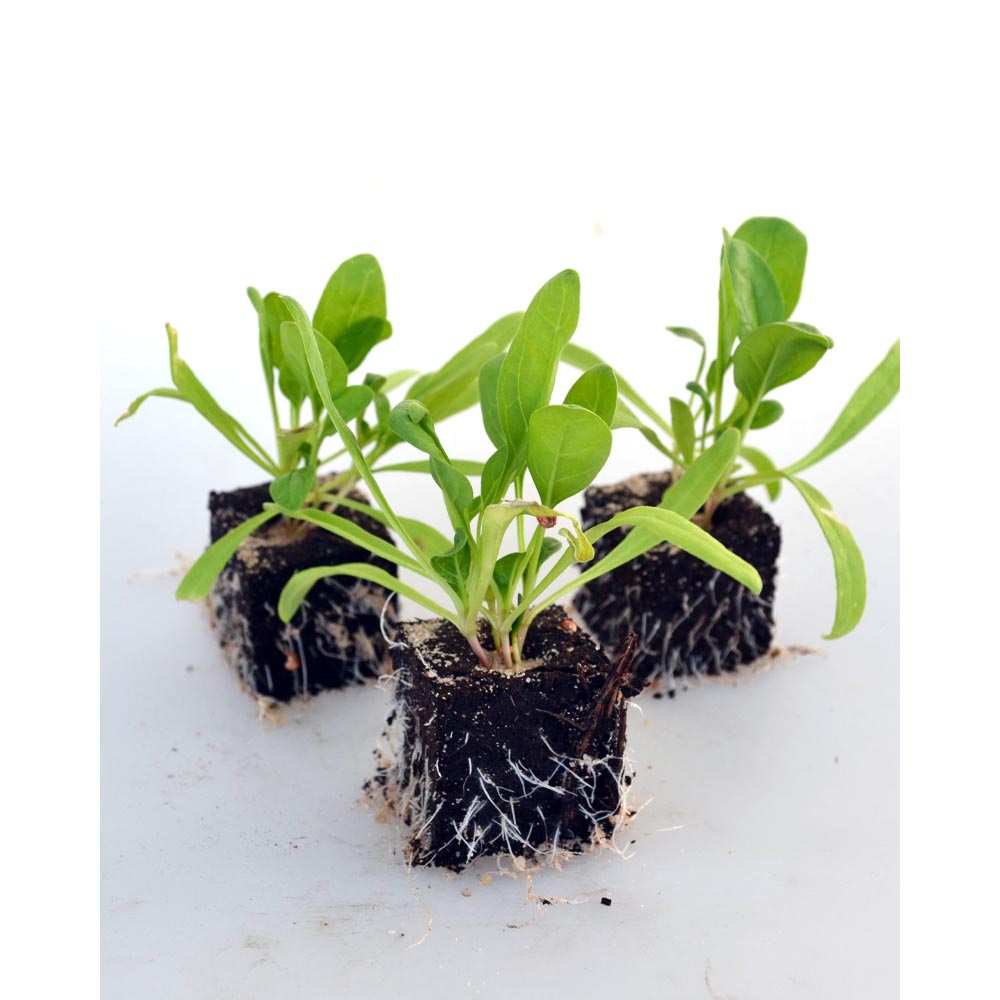 Spinat - Spinacia oleracea - verschiedene Mengen