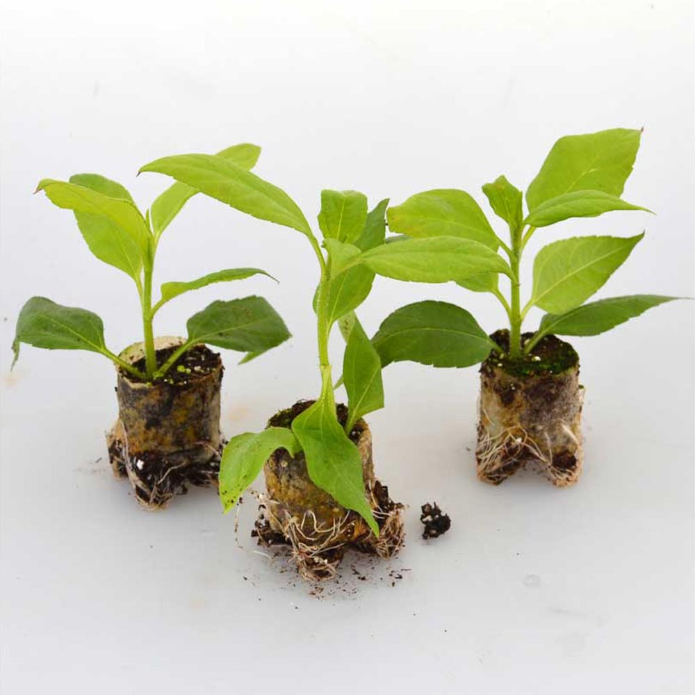 Topinambur / Papas® - 3 Pflanzen im Wurzelballen