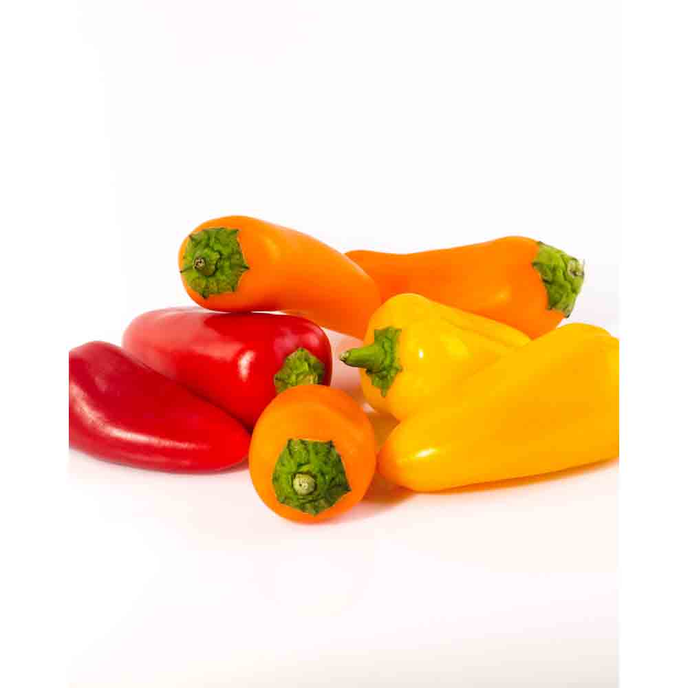 Paprika / Snack Orange - Capsicum annuum - 3 Pflanzen im Wurzelballen