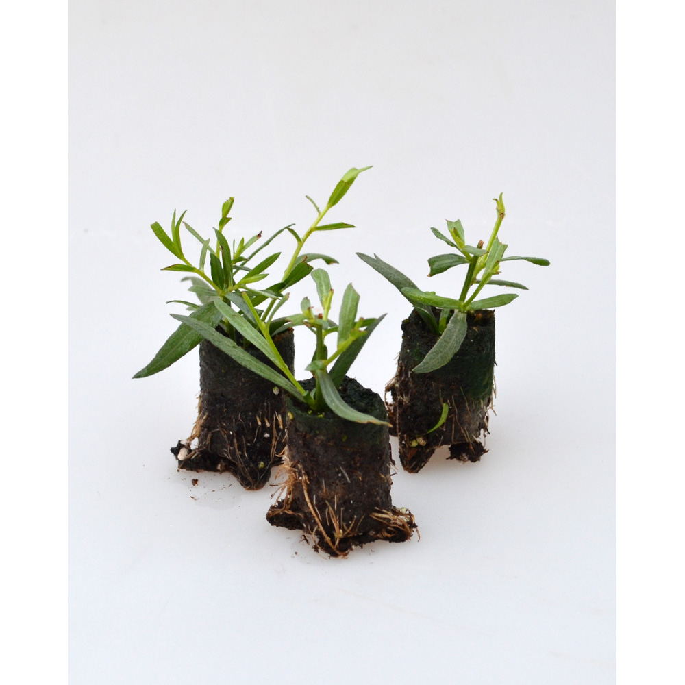 Tarragon / Vienco® / Artemisia dracunculus 3 plants in root ball