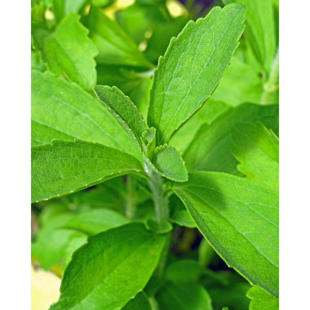 Süßkraut / Stevia - 10 Samen