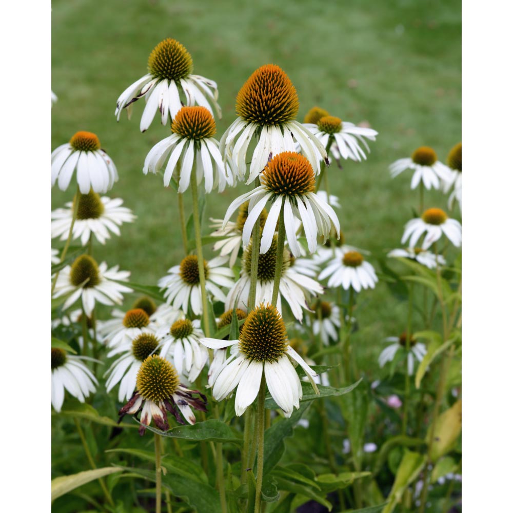 Semi Di Echinacea Angustifolia - Confezione Da 30 Semi, Pianta Officinale Immunostimolante - Foto 4