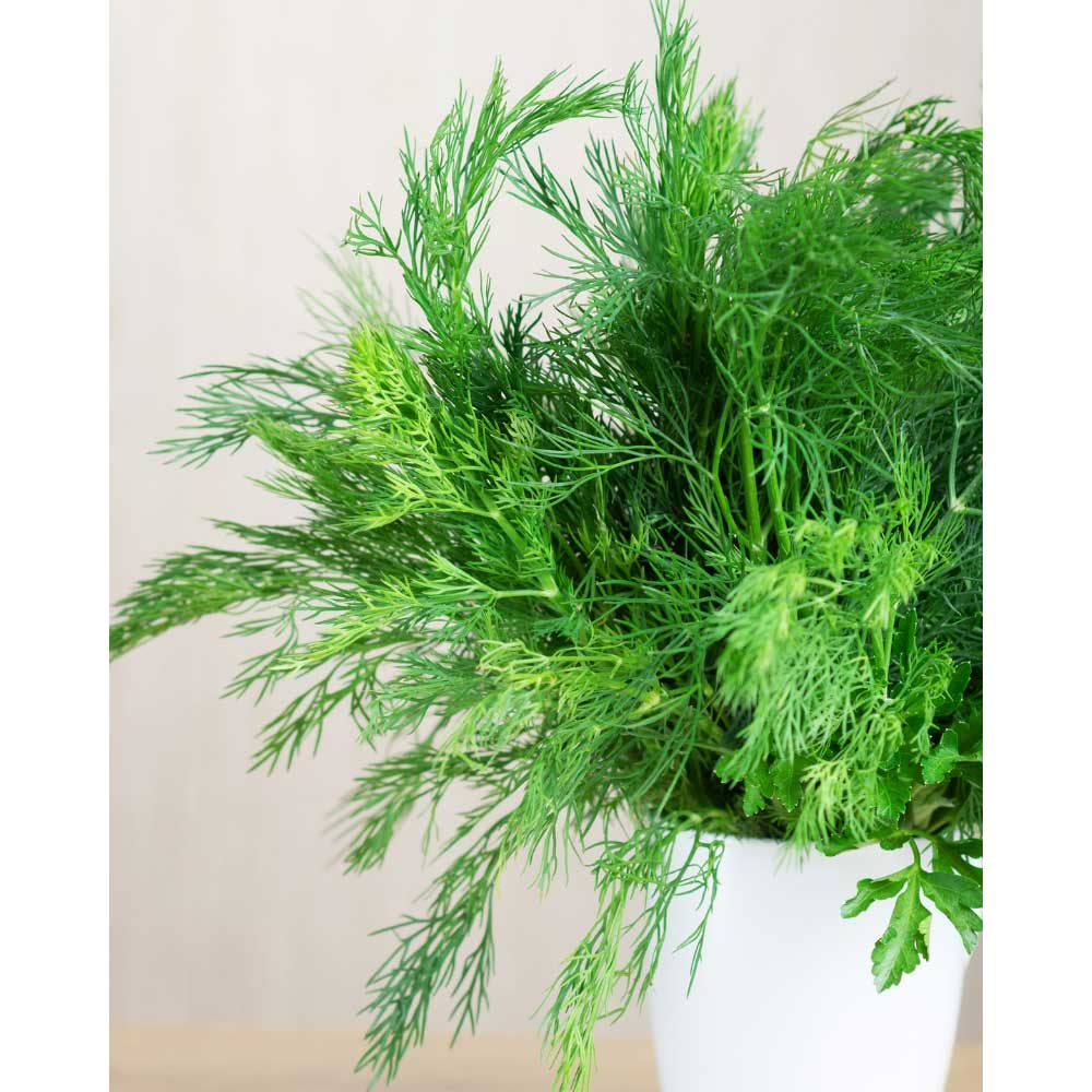 Dill / Herkules - 100 Samen