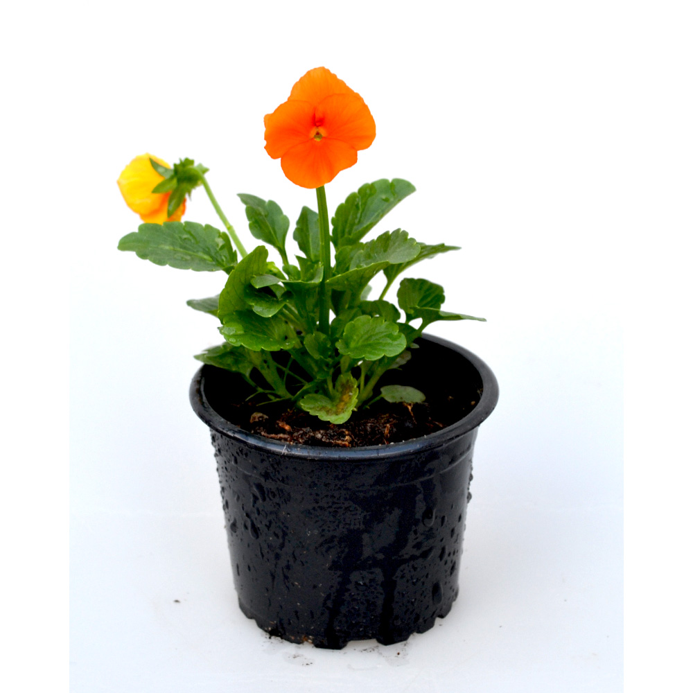 Stiefmütterchen - Orange / Viola - 1 Pflanze im Topf