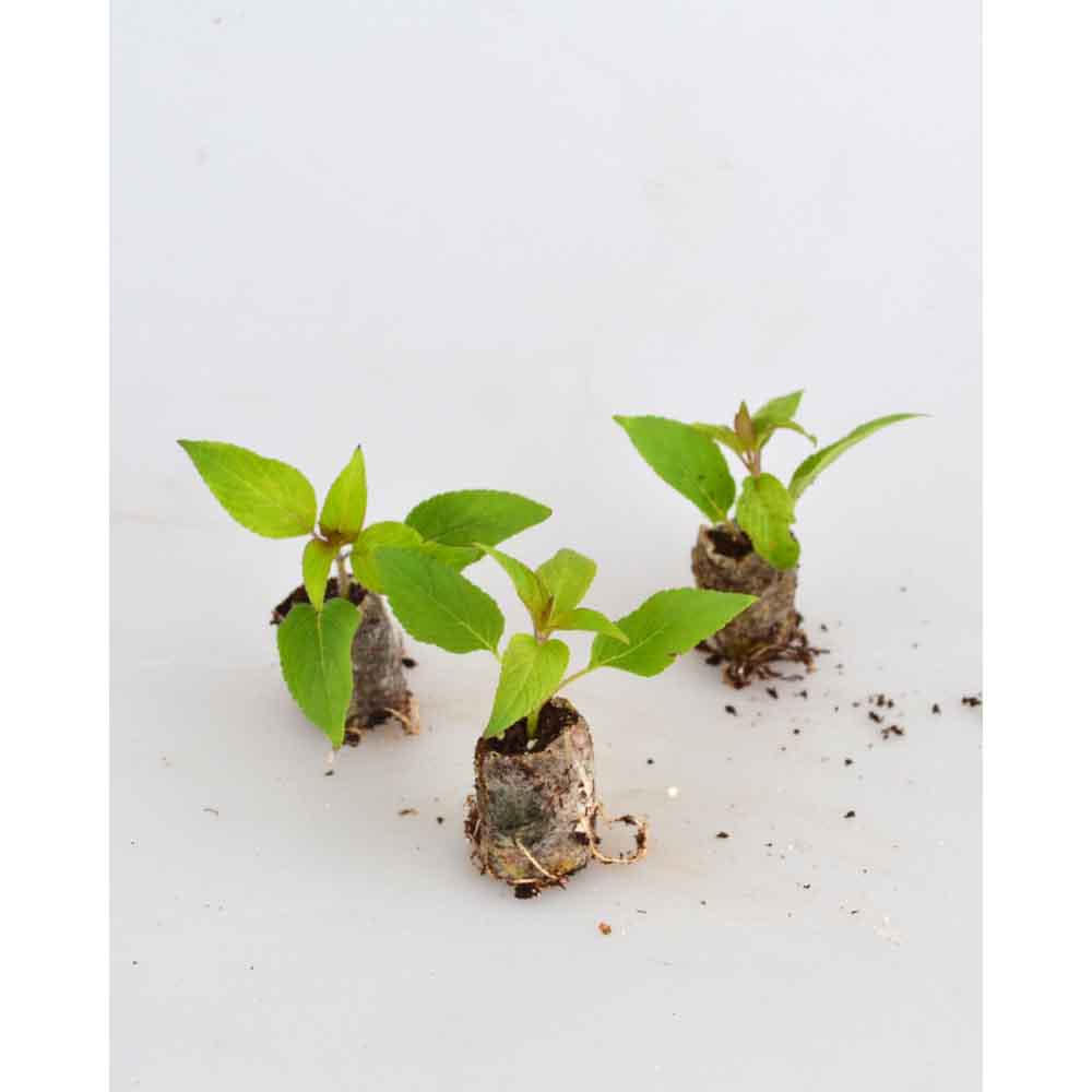 Ananas-Salbei / Pino - Salvia rutilans - 3 Pflanzen im Wurzelballen