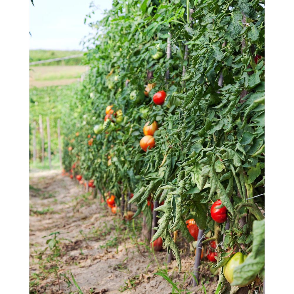 Tomate / Freilandtomate - 1 XXL Wurzelballen