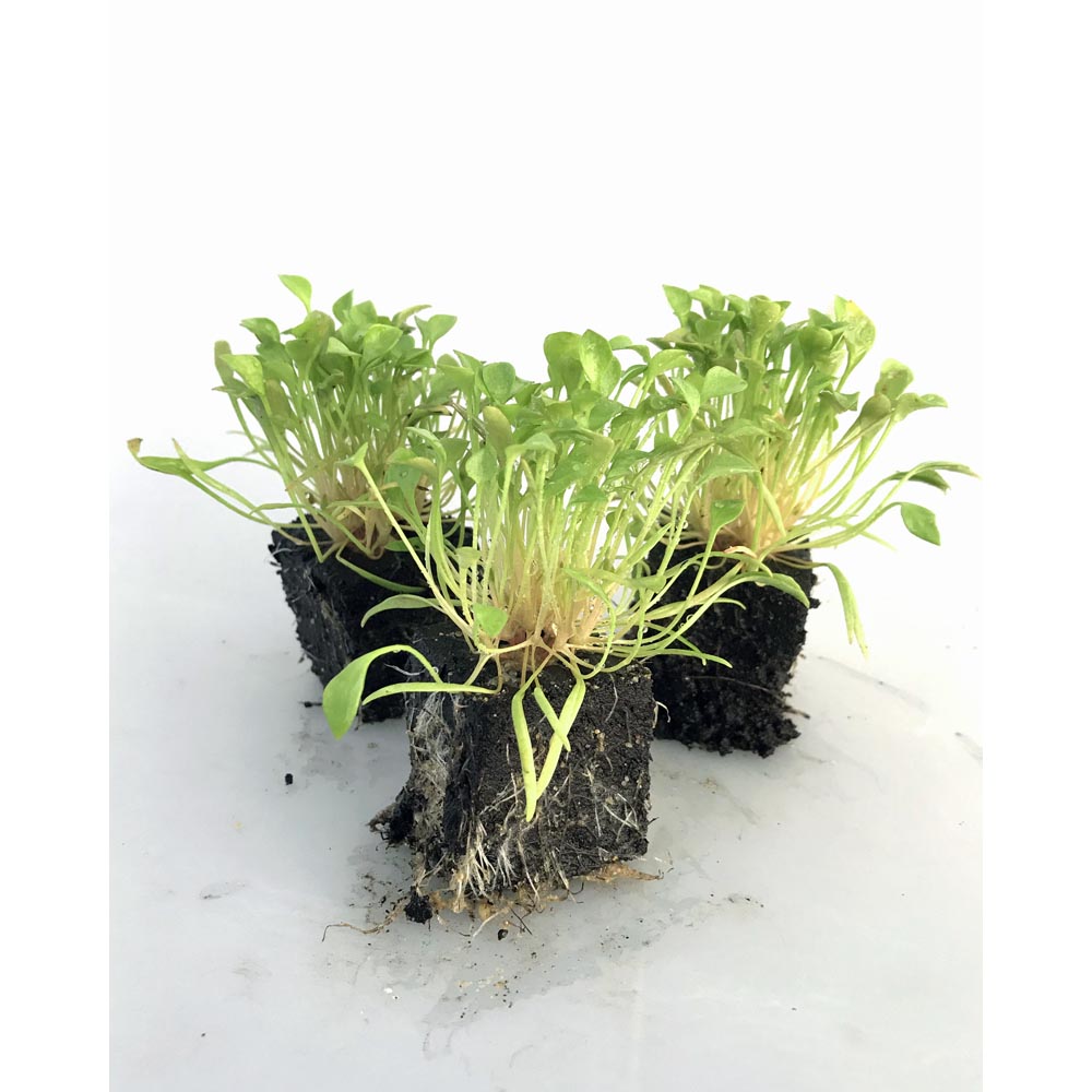 Portulak - Portulaca Oleracea- 6 Pflanzen im Wurzelballen
