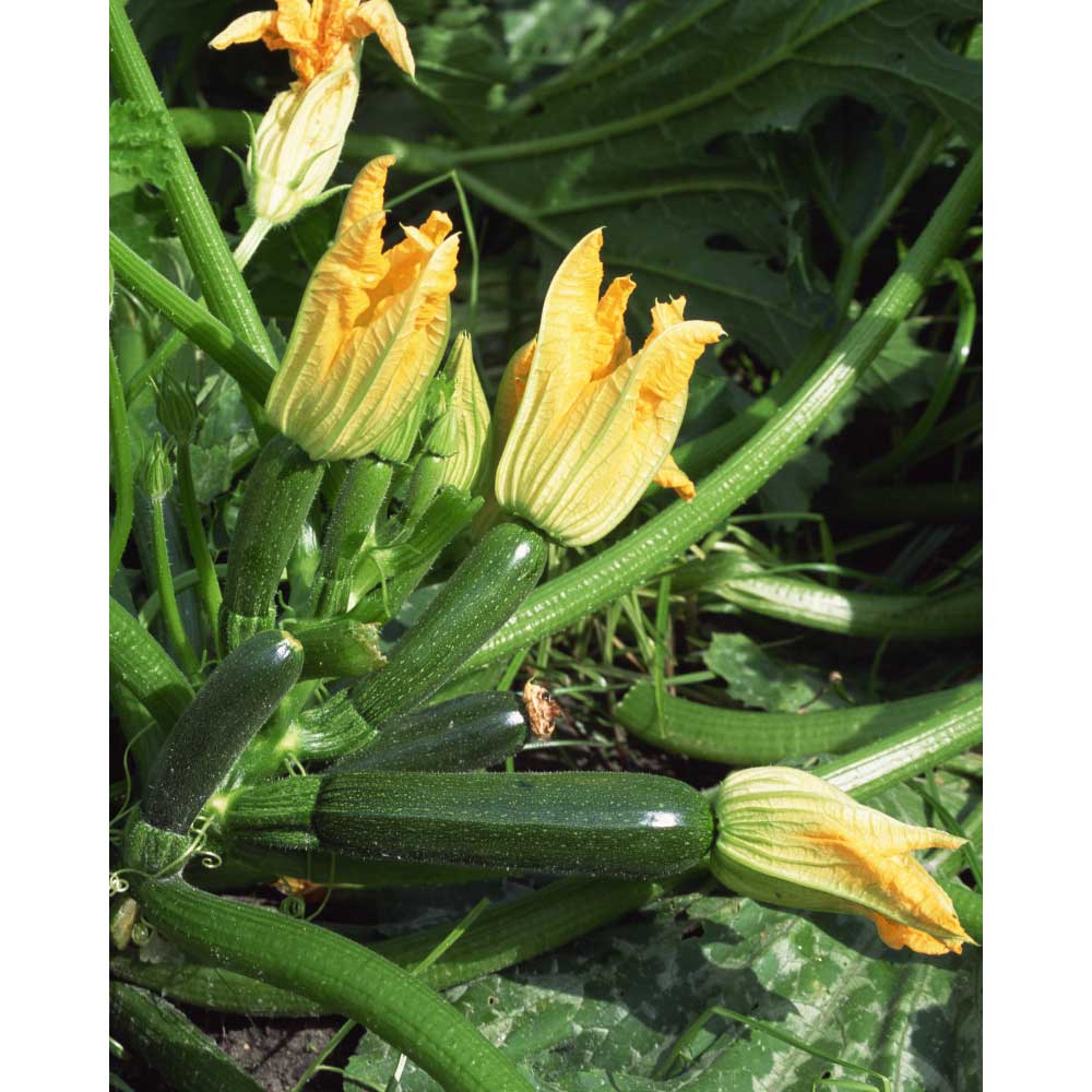 Kletter-Zucchini - 1 Pflanze als XXL Wurzelballen