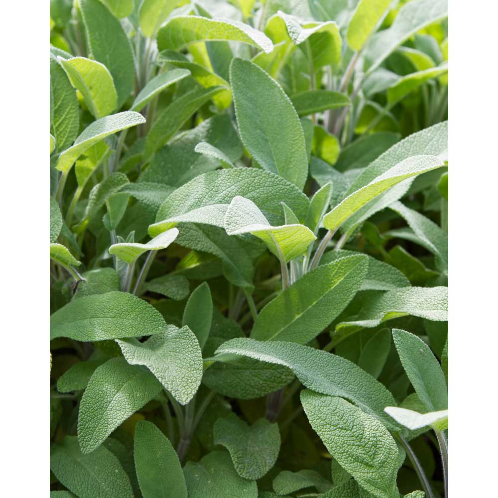 Sage / Salina - Salvia officinalis - 3 plants in root ball