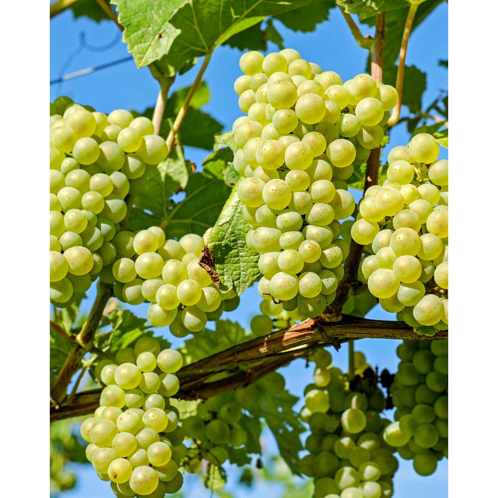Tafeltraube / Palatina® / Vitis vinifera ssp. vinifera - 1 Pflanze im Topf
