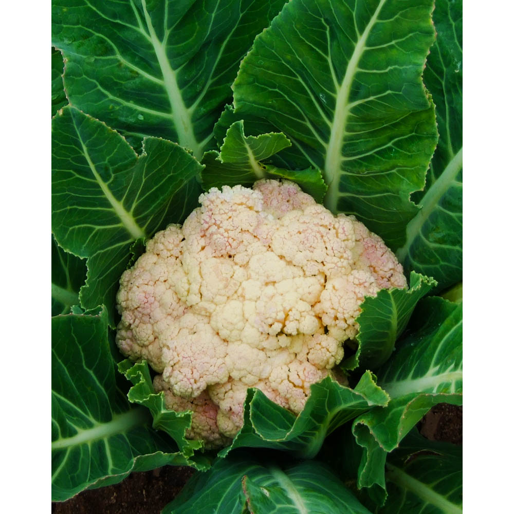 Blumenkohl / weiß - verschiedene Mengen