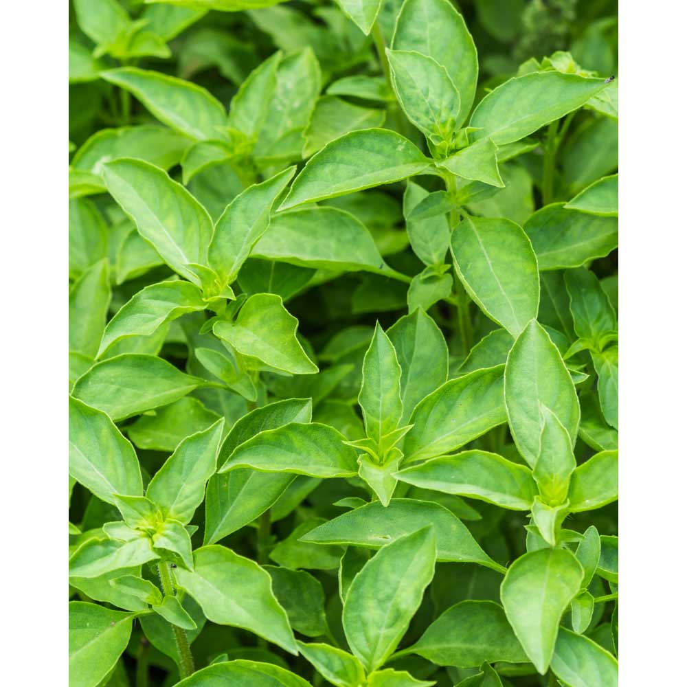 Basil / Cinnamon Ocimum basilicum 100 seeds